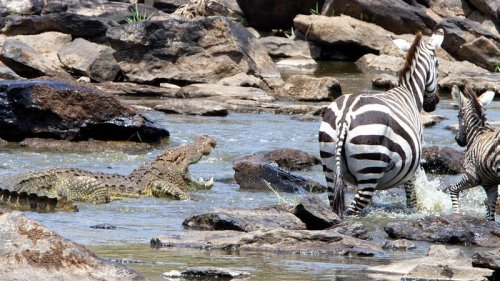 VIDEO: Krokodile umzingeln hilfloses Zebra in Fluss - dann wird es komplett irre!