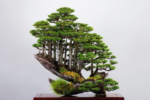 Die spektakulären Bonsai-Meisterwerke des Masahiko Kimura