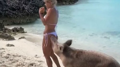 In den Hintern gebissen: Strand-Schwein attackiert Instagram-Model