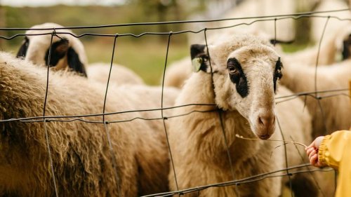 Mann entdeckt Schaf in Not - was dann passiert, wird zum Viral-Hit