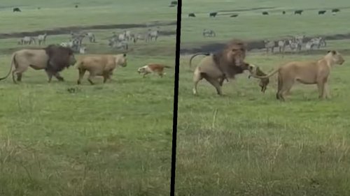 David gegen Goliath: Hund legt sich mit Löwe an