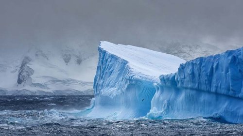 Antarktis: Forscher entdecken gigantisches Lebewesen
