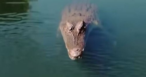 VIDEO: Mann filmt Gruppe von Krokodilen - dann passiert es