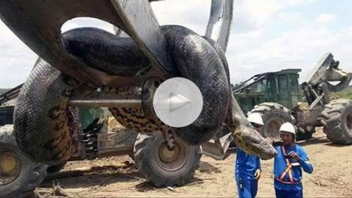 Größte Schlange der Welt bei Sprengungen im Urwald entdeckt