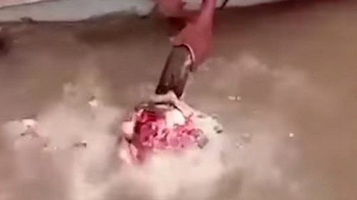 OMG: Das passiert, wenn man einen Kuh-Kopf in einen Fluss voller Piranhas hält!