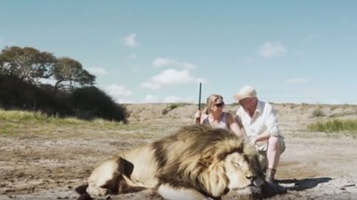 VIDEO: Großwildjäger posieren mit totem Löwen – dann schlägt Natur zurück