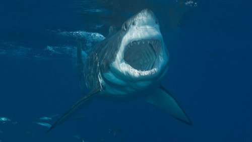 Frau wird von Hai gebissen - dann kommt's noch schlimmer