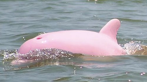 Rosa Delfin bekommt Baby - auch rosa!