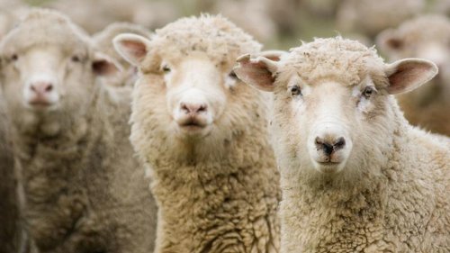 Schafe finden Cannabis-Plantage, fressen Weed & laufen bekifft Amok