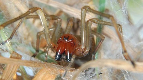 Nach Biss sofort zum Arzt: Diese Spinne will in deine Wohnung
