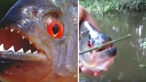 Video zeigt, wie tödlich Piranhas zubeißen
