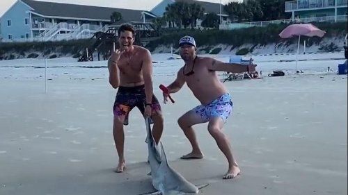 Horror: Männer ziehen Hai über Strand und rammen ihm Messer in den Kopf
