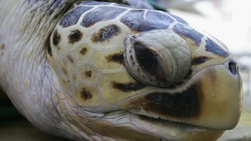Größte Meeresschildkröte der Welt aufgetaucht