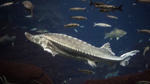 Unglaublich: Angler zieht gigantischen "Urzeit-Fisch" aus dem Wasser