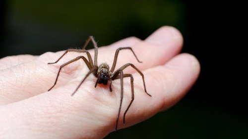 Veganerin mutiert nach Spinnenbiss zu Fleischesserin
