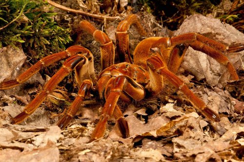 VIDEO: Forscher wird im Urwald von größter Spinne der Welt überrascht