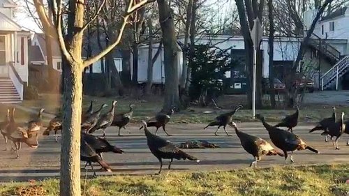 Truthähne umkreisen tote Katze - Experten kennen den Grund!