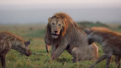 Löwe wird von 20 Hyänen attackiert - dann taucht sein Kumpel auf
