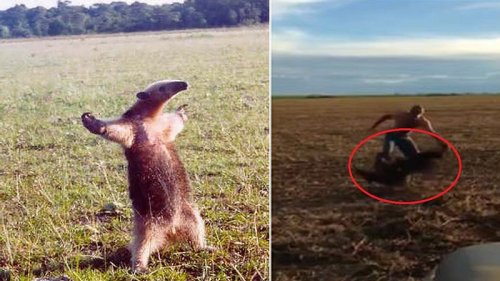 Mann provoziert Kampf mit Ameisenbär - kassiert brutale Quittung!