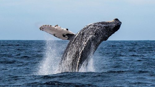 Schock-Video: Frauen im Kajak fast von Wal verschluckt!