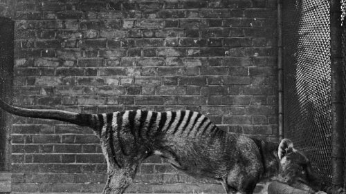 Tasmanischer Tiger gesichtet. 80 Jahre nach seinem Aussterben