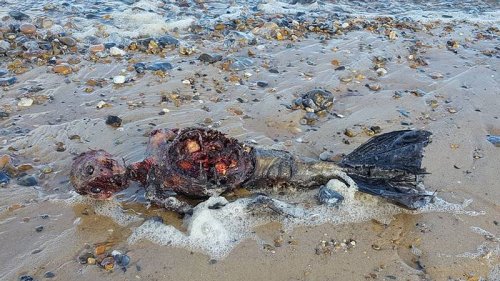 Auf Video: Spaziergänger finden Überreste von "Meerjungfrau"!