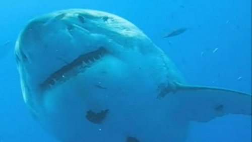 Größter Weißer Hai aller Zeiten gefilmt