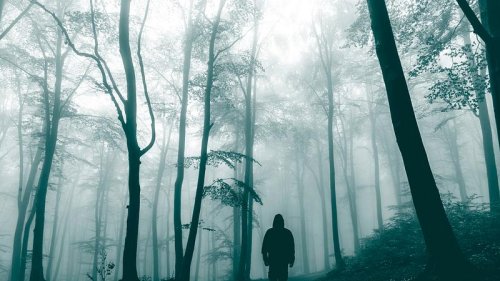 Exhibitionist lauert Frau im Wald auf - doch die hat Hunde dabei!
