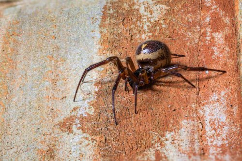 Spinnenart nach Deutschland eingeschleppt - Biss kann dramatische Folgen haben