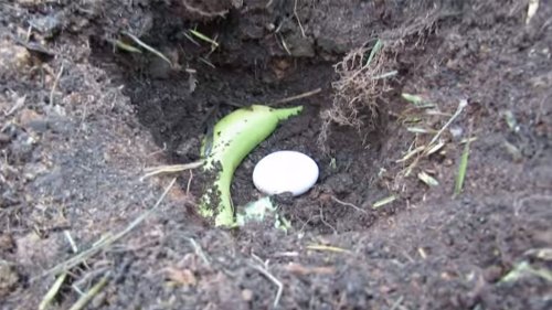 Vergrabe ein Ei im Garten - was daraus entsteht, ist pures Gärtnerglück