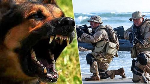 Elite-Soldat erklärt: Was du tun musst, wenn dich ein Hund angreift!