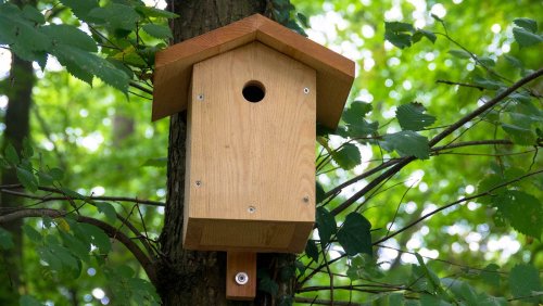 Vogelhaus selber bauen: Mit dieser Anleitung klappt es garantiert