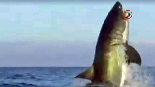 Schock im Live-TV: Weißer Hai attackiert vor laufenden Kameras!