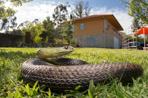 Ce détail discret dans votre jardin peut annoncer un nid de serpents, agissez vite
