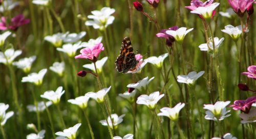 Pourquoi y-a-il moins de papillons cette année? - Mon Jardin & ma maison