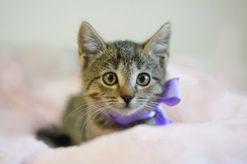 Arrêtez de faire “pss pss” à votre chat pour le faire venir, il n’aime pas ça : voici comment obtenir un câlin à coup sûr