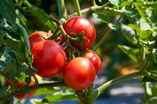 Plantez cette fleur à côté de vos tomates pour booster votre récolte cet été !