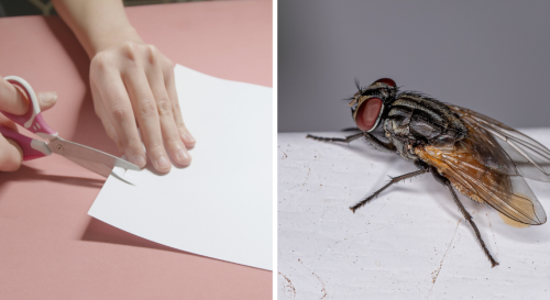 Connaissez-vous l’astuce de la feuille pour éloigner les mouches et les moustiques ?