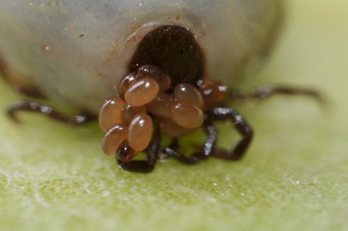 Ces œufs jaunes annoncent un danger imminent dans votre jardin, voici ce qu'il faut faire (et vite)