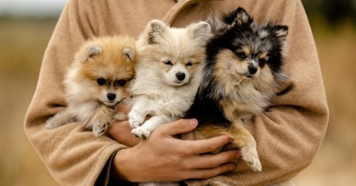 Vols de chiens en France, « ils ont doublé en un an » : en 2025, voici les races les plus convoitées