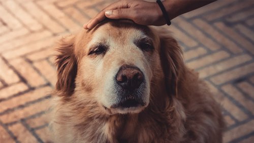 "Bien dans ses pattes" avec la Centrale Canine, chap. 8 : Aider mon chien à mieux vieillir : la fin de vie - Mon Jardin & ma maison
