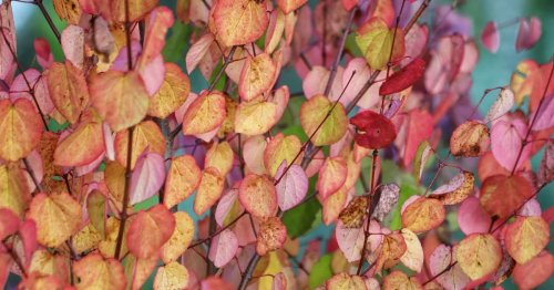 Des feuilles en forme de cœur, un nom gourmand et une couleur sublime : cet arbre japonais va sublimer votre jardin (et vous ne trouverez pas le même chez le voisin !)