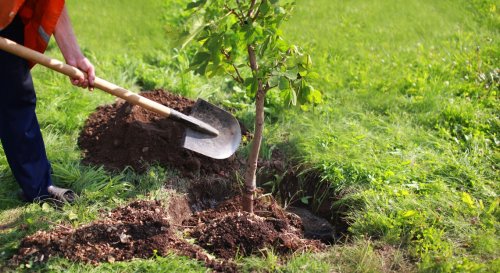 Planter un arbre dans son jardin : que dit la loi ?