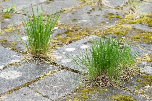 Connaissez-vous Cette Plante Aromatique Capable De Détruire Les ...