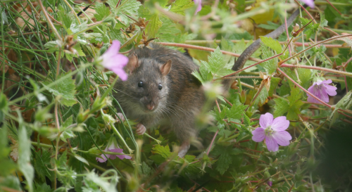 Voici l'astuce pour éloigner les rats du jardin (et ce n'est pas les plantes répulsives...)