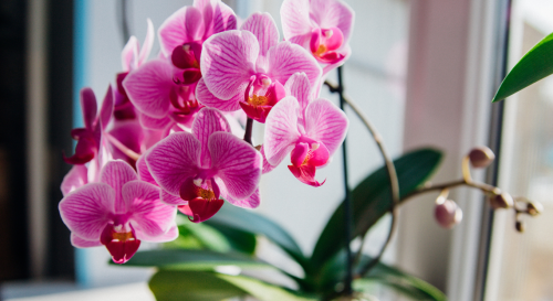 Faut-il sortir les orchidées en été ? Voici où les placer pour qu’elles survivent !