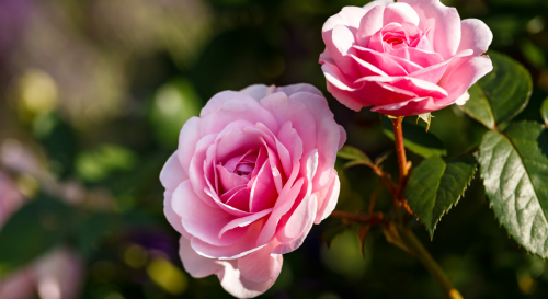 Lidl met en vente un superbe rosier de jardin pour seulement 13€