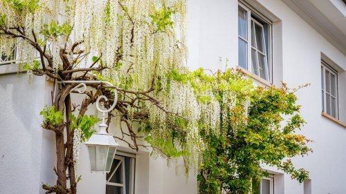 À planter avant avril ! Cette plante grimpante dépollue l’air, isole votre maison et réduit vos factures