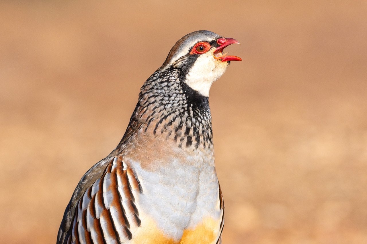 En voie de disparition, cet oiseau devient la clé pour sauver les récoltes de tomates face aux parasites