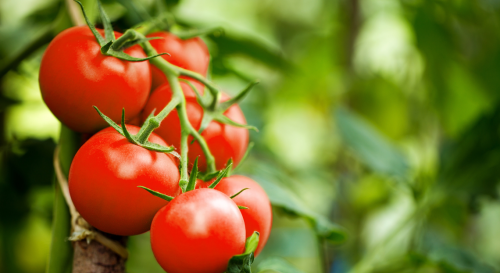Faire pousser des tomates à l'ombre : est-ce possible ? On vous dit tout !